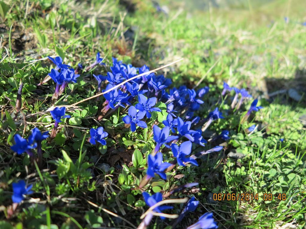 Active Apartments Maria Alm am Steinernen Meer Eksteriør billede